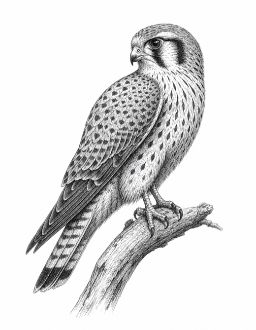 Engraved field-guide illustration of an American kestrel